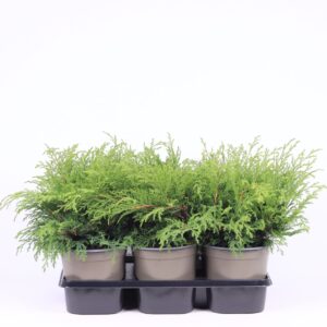 Microbiota decussata Microbiota decussata
(6 Plants/Order)(15cmP 25cmH)