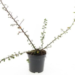 Cotoneaster suecicus Skogholm Cotoneaster suec. 'Skogholm'
(8 Plants/Order)(14cmP 10cmH)