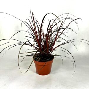 Uncinia rubra Uncinia 'Rubra' p12
(10 Plants/Order)(12cmP 20cmH)