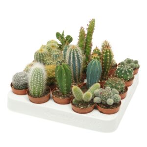 Cactus Cactus mix 5,5 cm
(20 Plants/Order)(5.5cmP 8cmH)