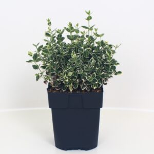 Euonymus fortunei Emerald Gaiety Euonymus fortunei 'Emerald Gaiety' P17
(6 Plants/Order)(17cmP 40cmH)