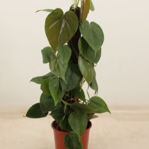 Philodendron scandens PHILODENDRON SCANDENS kratiste klimstok 50CM
(7 Plants/Order)(14cmP 50cmH)