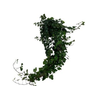Hedera Wonder Hedera Wonder long plant - Length 70 cm.
(10 Plants/Order)(13cmP 70cmH)