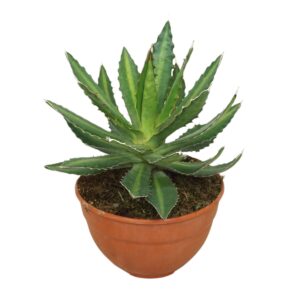 Agave lophantha Agave lophanta 20 cm
(2 Plants/Order)(20cmP 30cmH)
