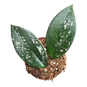 Hoya Hoya Carnosa Stardust
(15 Plants/Order)(7cmP 2cmH)