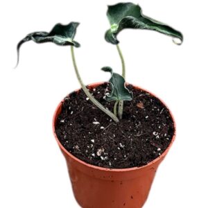 Alocasia Alocasia Loco
(14 Plants/Order)(8cmP 12cmH)