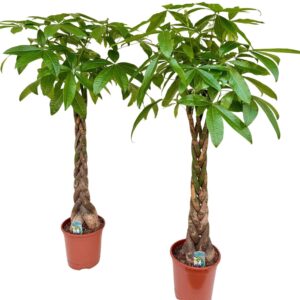 Pachira aquatica Pachira aquatica P27 H150
(1 Plants/Order)(27cmP 150cmH)