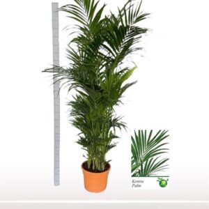 Howea forsteriana Howea forsteriana Jumbo
(1 Plants/Order)(40cmP 280cmH)