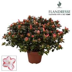 Rhododendron Sachsenstern Azalea Flandresse® 'sachenstern' 37 - 40 cm
(5 Plants/Order)(16cmP 40cmH)