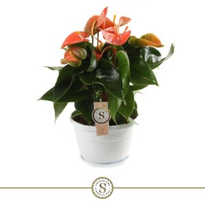 Anthurium Orange Champion Schaal Napoli 20cm Orange Champion
(4 Plants/Order)(20cmP 45cmH)