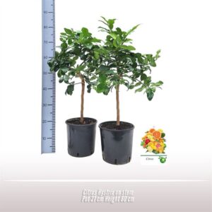 Citrus hystrix Citrus Hystrix op stam
(1 Plants/Order)(21cmP 80cmH)