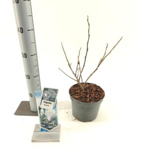 Magnolia stellata Waterlily Magnolia 'Waterlily'
(1 Plants/Order)(17cmP 40cmH)