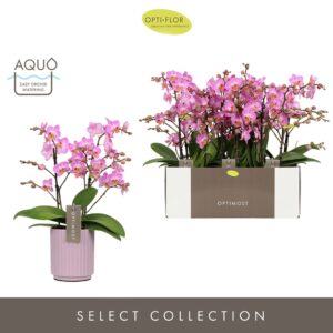 Phalaenopsis Multifl. typ Honeybee Optimost Honeybee 2 spike in Molise Lilac Aquo
(6 Plants/Order)(12cmP 45cmH)