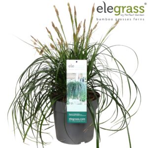 Carex oshimensis Carex 'Ribbon Falls' P23
(1 Plants/Order)(23cmP 55cmH)