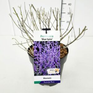 Perovskia Lacey Blue Perovskia 'Blue Spire' BüC5
(1 Plants/Order)(23cmP 40cmH)