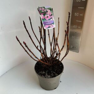 Hydrangea macrophylla other Hydrangea macr. pink (scherm)
(1 Plants/Order)(23cmP 50cmH)