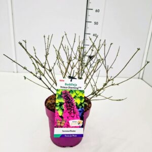 Buddleja Buddleja dav. 'Prince Charming' C3
(1 Plants/Order)(19cmP 50cmH)