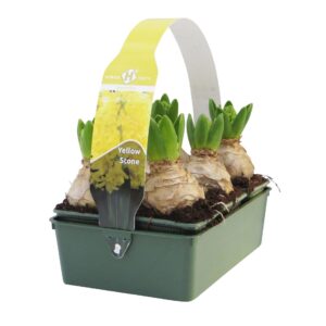 Hyacinthus Yellowstone Sixpack Yellow Stone
(1 Plants/Order)(18cmP 15cmH)