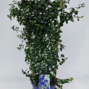 Ceanothus thyrsiflorus var. repens Ceanothus repens op Rack
(1 Plants/Order)(19cmP 70cmH)