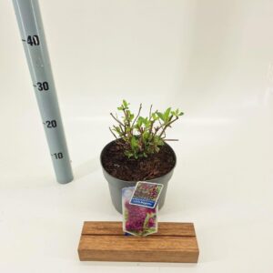 Buddleja Butterfly Candy mixed Buddleja d. Butt. Candy® Little Magenta
(1 Plants/Order)(19cmP 40cmH)