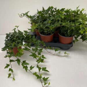 Hedera Shamrock Hedera Shamrock Rank 30-35cm
(8 Plants/Order)(12cmP 35cmH)