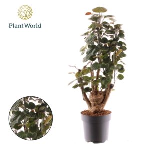 Polyscias Fabian Polyscias Fabian busch
(1 Plants/Order)(17cmP 50cmH)