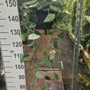 Scindapsus Argyraeus Scindapsus pictus Argyraeus hangplant
(1 Plants/Order)(25cmP 90cmH)