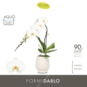 Phalaenopsis white more Ripsen Formidablo Niagara Falls in Abruzzo White Aquo
(2 Plants/Order)(12cmP 70cmH)