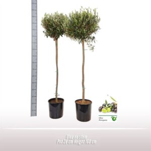 Olea europaea Olea op stam
(1 Plants/Order)(26cmP 160cmH)