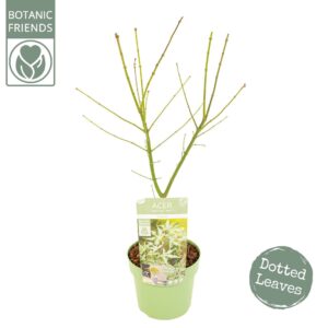 Acer palmatum Ukigumo Acer palm. 'Ukigumo'
(1 Plants/Order)(19cmP 65cmH)