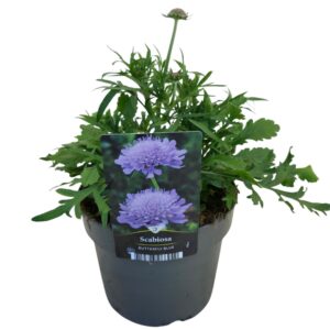 Scabiosa Butterfly Blue Scabiosa Butterfly Blue
(6 Plants/Order)(17cmP 40cmH)
