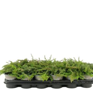 Juniperus communis Green Carpet Juniperus communis 'Green Carpet'
(24 Plants/Order)(9cmP 10cmH)