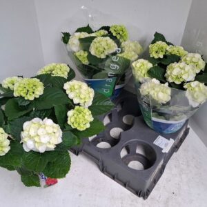 Hydrangea Schneeball Hydrangea white
(6 Plants/Order)(15cmP 40cmH)