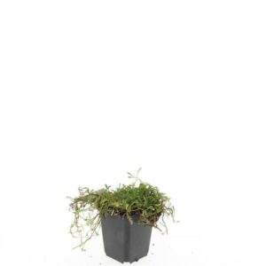 Leptinella squalida Leptinella squalida
(12 Plants/Order)(9cmP 5cmH)
