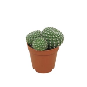 Rebutia muscula Rebutia lineacea 5,5 cm
(20 Plants/Order)(5.5cmP 8cmH)