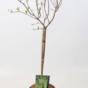 Hydrangea paniculata Hydrangea paniculata 'Limelight' op stam - 23 cm
(1 Plants/Order)(23cmP 80cmH)