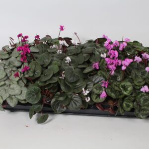 Cyclamen coum Cyclamen coum mixed op bak p 10,5
(15 Plants/Order)(10.5cmP 22cmH)