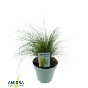 Stipa tenuifolia Stipa ten Ponytails
(1 Plants/Order)(17cmP 55cmH)