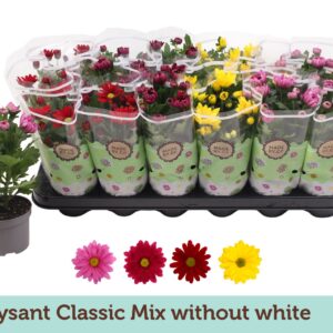 Chrysanthemum Indicum Chrysanthemum Classic mix - without white
(18 Plants/Order)(9cmP 22cmH)