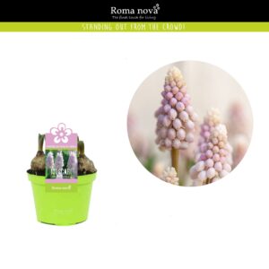 Muscari other Muscari Pink Sunrise 9cm
(18 Plants/Order)(9cmP 10cmH)