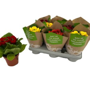 Calceolaria x herbeohybrida Calceolaria mix
(8 Plants/Order)(10.5cmP 20cmH)