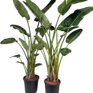Strelitzia nicolai Strelitzia nicolai P35 3PP
(1 Plants/Order)(35cmP 250cmH)