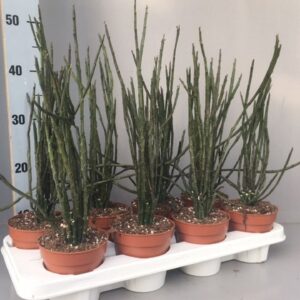 Euphorbia Euphorbia platyclada v.erecta
(8 Plants/Order)(12cmP 50cmH)