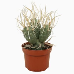 Tephrocactus articulatus Tephrocactus papyracanthus 13cm
(6 Plants/Order)(13cmP 20cmH)