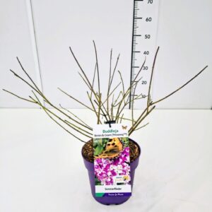 Buddleja Buddleja dav. 'Berries and Cream' C5
(1 Plants/Order)(23cmP 50cmH)