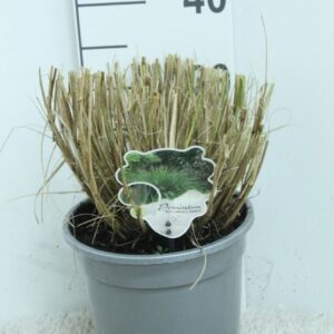 Pennisetum alopecuroides Hameln Pennisetum alop. 'Hameln' zilveren Pot P21
(1 Plants/Order)(21cmP 30cmH)