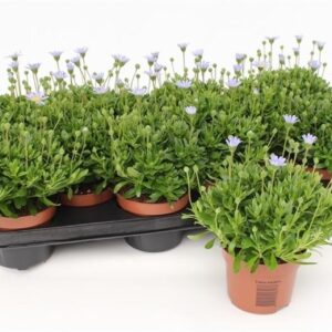 Felicia Felicitara Blue Felicia Amelloides Felicitara Blue
(12 Plants/Order)(10.5cmP 25cmH)
