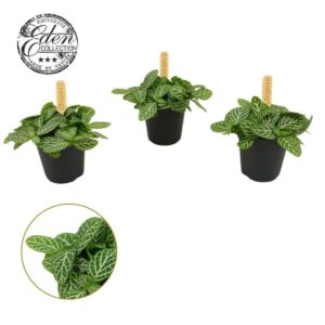 Fittonia Fittonia Verschaffeltii 5,5cm
(20 Plants/Order)(5.5cmP 10cmH)