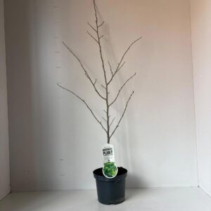 Parrotia persica Parrotia persica - gestokt
(3 Plants/Order)(19cmP 110cmH)