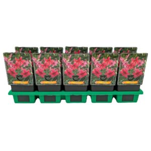 Lilium Lilium 'Pink Flight' P11
(10 Plants/Order)(11cmP 25cmH)